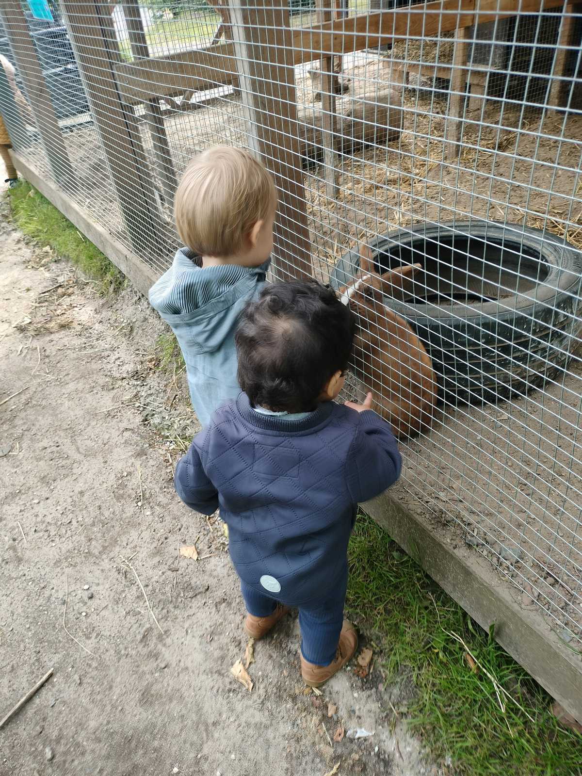 Dyr er sjove - her er vi på besøg ved kaninen