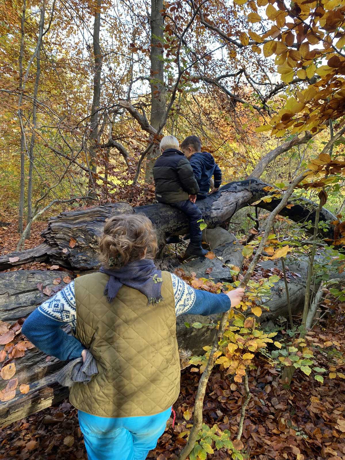 På tur i skoven - det er sjovt at klatre i træer